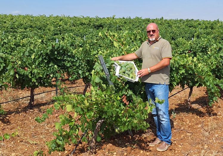 Lucio Fernández, en una de sus parcelas de Godello en Nava del Rey.