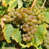 Las cifras del godello en El Bierzo: 600 hectáreas y dos millones de botellas