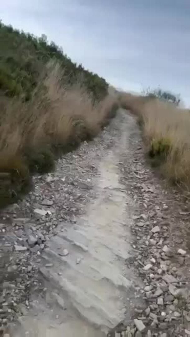 Un lobo sorprende a unos peregrinos en el Bierzo
