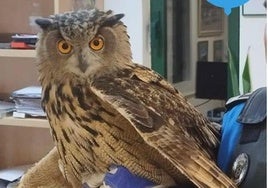 Ejemplar de búho real localizado en Ponferrada.