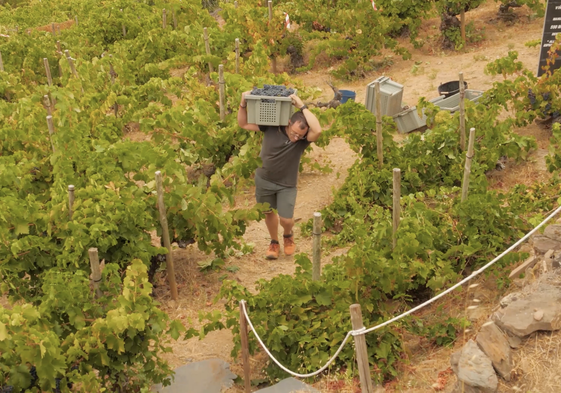 Imagen del documental 'El viticultor y la tierra' sobre el sector del Bierzo que se proyectará en el festival.