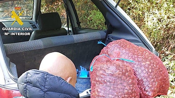 Dos investigados por robar 140 kilos de castañas en El Bierzo