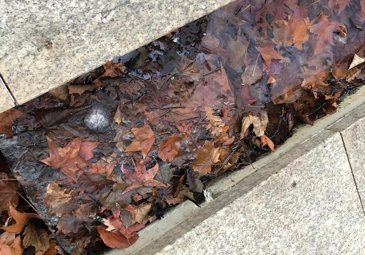 Imagen de algunas de las hojas podridas que invaden una de las acequias del boulevar de La Rosaleda.