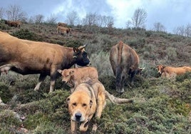 Ganadería en un explotación entre las localidades bercianas de Las Herrerías y La Faba, en el municipio berciano de Vega de Valcarce.