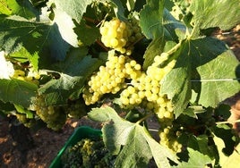 Uvas en viñedos de la comarca del Bierzo.