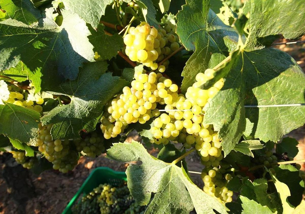 Uvas en viñedos de la comarca del Bierzo.