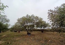 Plantación de olivos en el Bierzo.