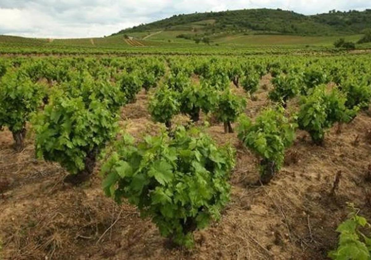 Imagen de archivo de viñedos en el Bierzo.