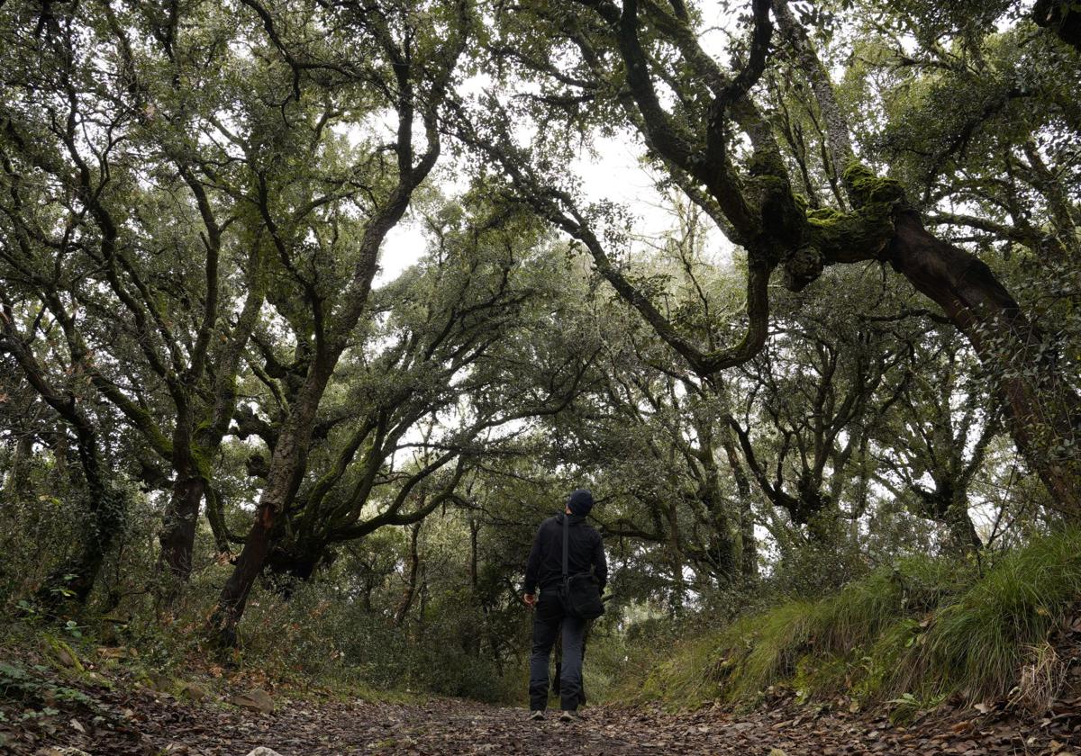 Un paseo por el Zofrenal de Cobrana.