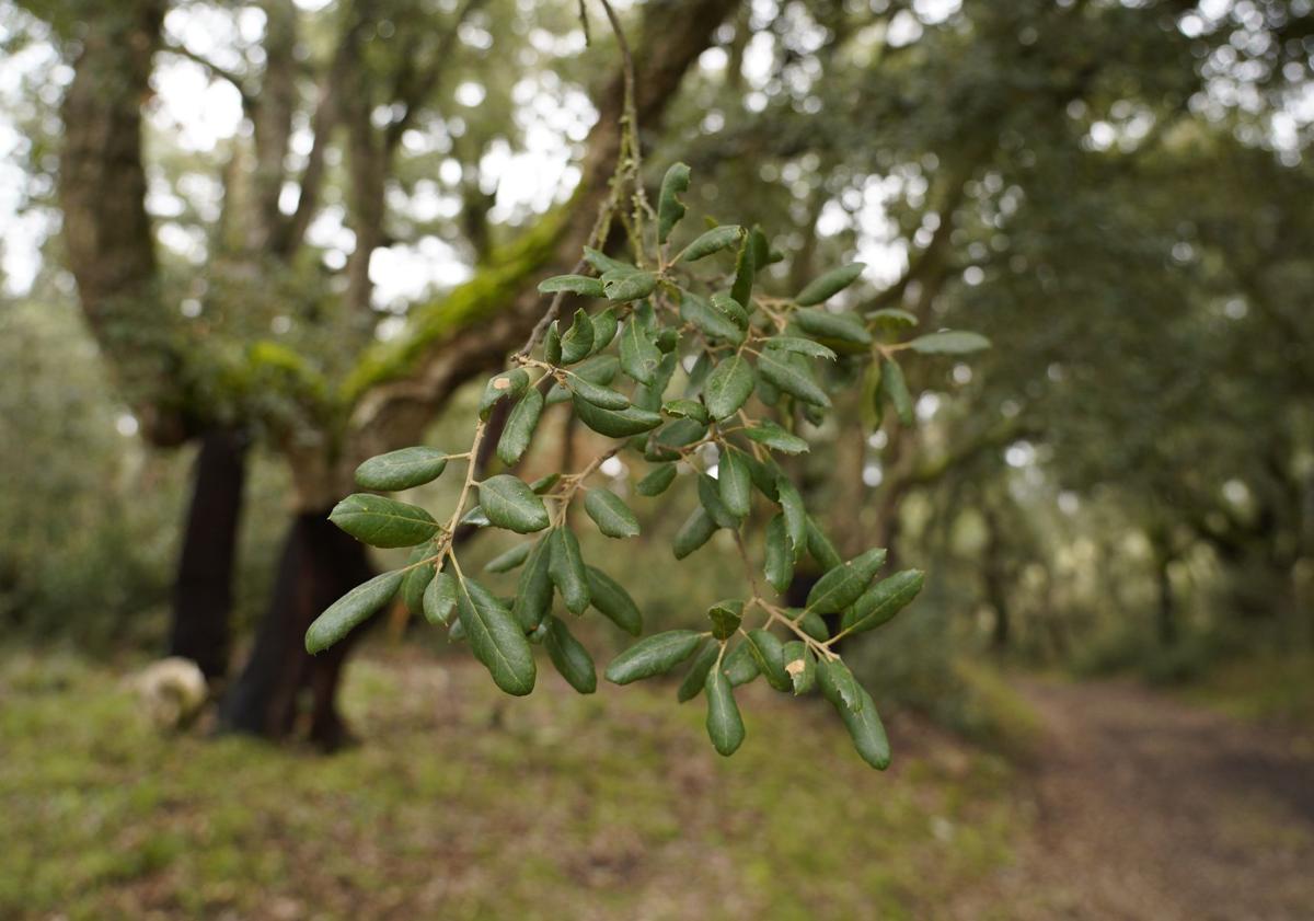 Imagen principal - Un paseo por el bosque.