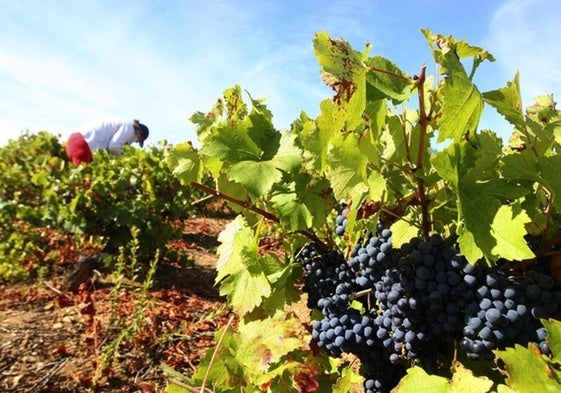 Uva mencía en viñedos de la DO Bierzo.