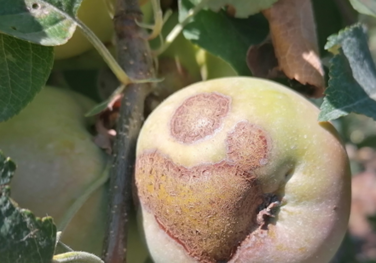 Alertan del riesgo de mancha negra en perales y moteado en frutales del Bierzo