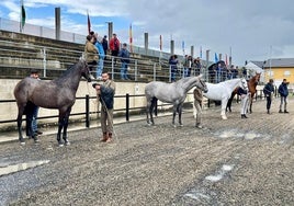 Imagen de varios de los animales que participaron en el concurso