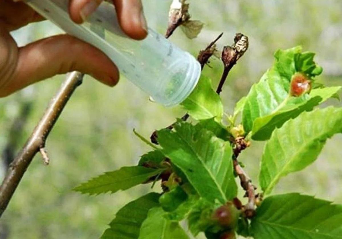 Sueltas del parasitoide Torymus sinensis para el control de la avispilla del castaño en El Bierzo.
