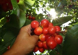 Cerezas del Bierzo.