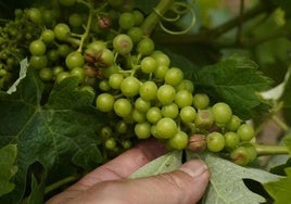 Daños en viñedos del Bierzo provocados por las granizadas de junio de 2024.