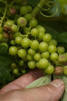 Daños en viñedos del Bierzo provocados por las granizadas de junio de 2024.