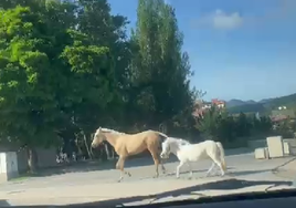 Imagen de los dos caballos junto al parque del Plantío de Ponferrada.