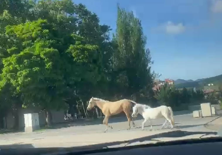 Imagen de los dos caballos junto al parque del Plantío de Ponferrada.