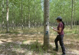 Erica García logra el accésit al mejor TFM en los premios universitarios de la Sociedad Española de Ciencas Forestales.