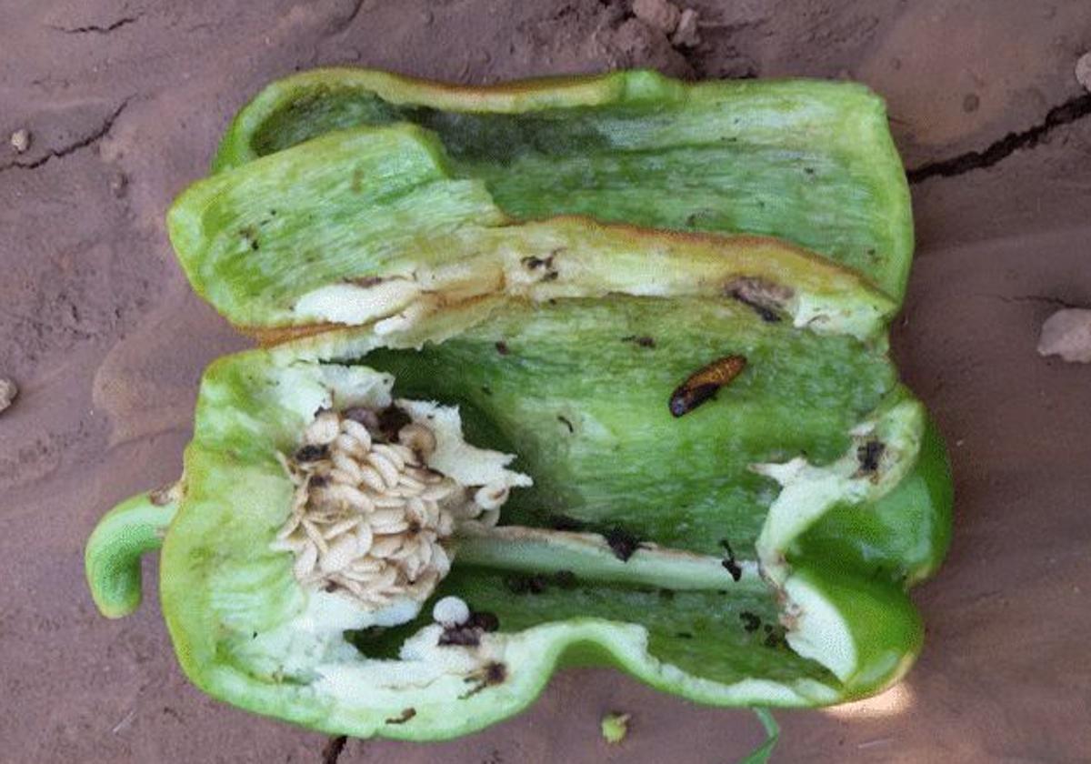 Imagen de uno de los pimientos afectados por la plaga.
