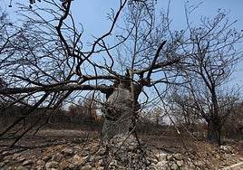 Imagen de un castaño calcinado en el entorno de Las Médulas.