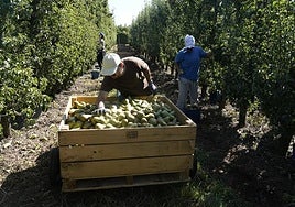 Inicio de la recogida de la pera conferencia del Bierzo.