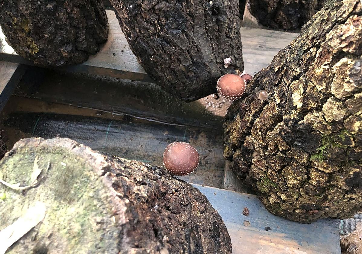 Imagen principal - Imagen de las setas shiitake del Bierzo junto a una de las setas tropicales cuyo cultivo está en pruebas en Entre Troncos.