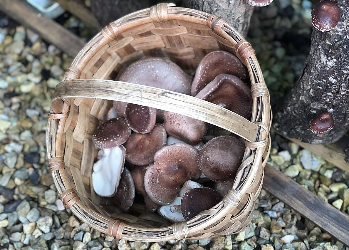 Imagen secundaria 1 - Imagen de las setas shiitake del Bierzo junto a una de las setas tropicales cuyo cultivo está en pruebas en Entre Troncos.