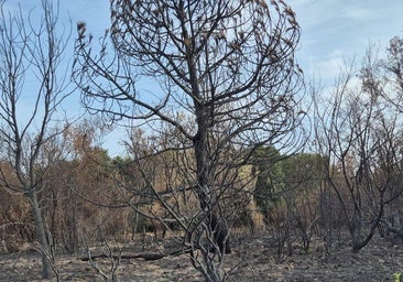 El Campus de Ponferrada acoge una semana de formación sobre incendios forestales con expertos internacionales
