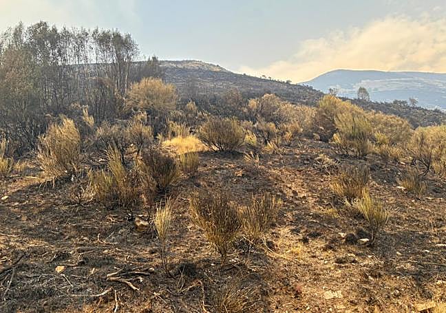 Estado del monte donde pastaba su ganado.
