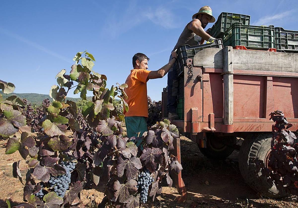 Imágen de archivo de la vendimia en El Bierzo.