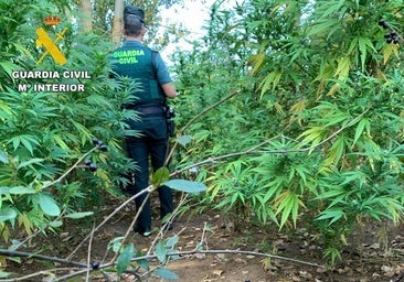 Detienen a un hombre que cultivaba 50 plantas de marihuana de dos metros al aire libre