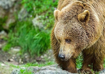 Preocupación de la Junta ante los últimos ataques de osos a explotaciones ganaderas