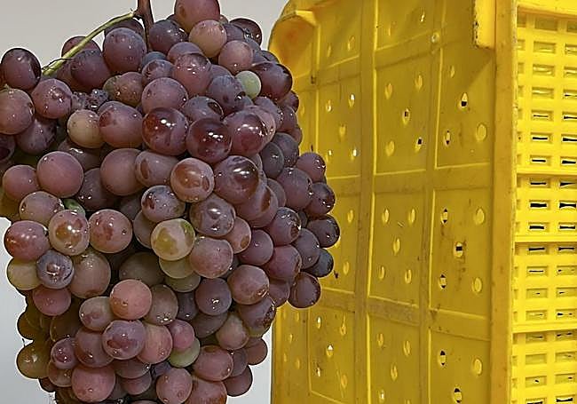 El racimo llama la atención por sus dimensiones: 5,3 kilos de peso y 47 centímetros de altura.