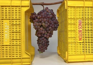 Encuentran un racimo de Guinness en la vendimia de El Bierzo: «Es monstruoso»