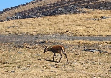 Investigan la aparición de un ciervo decapitado en el puerto del Morredero