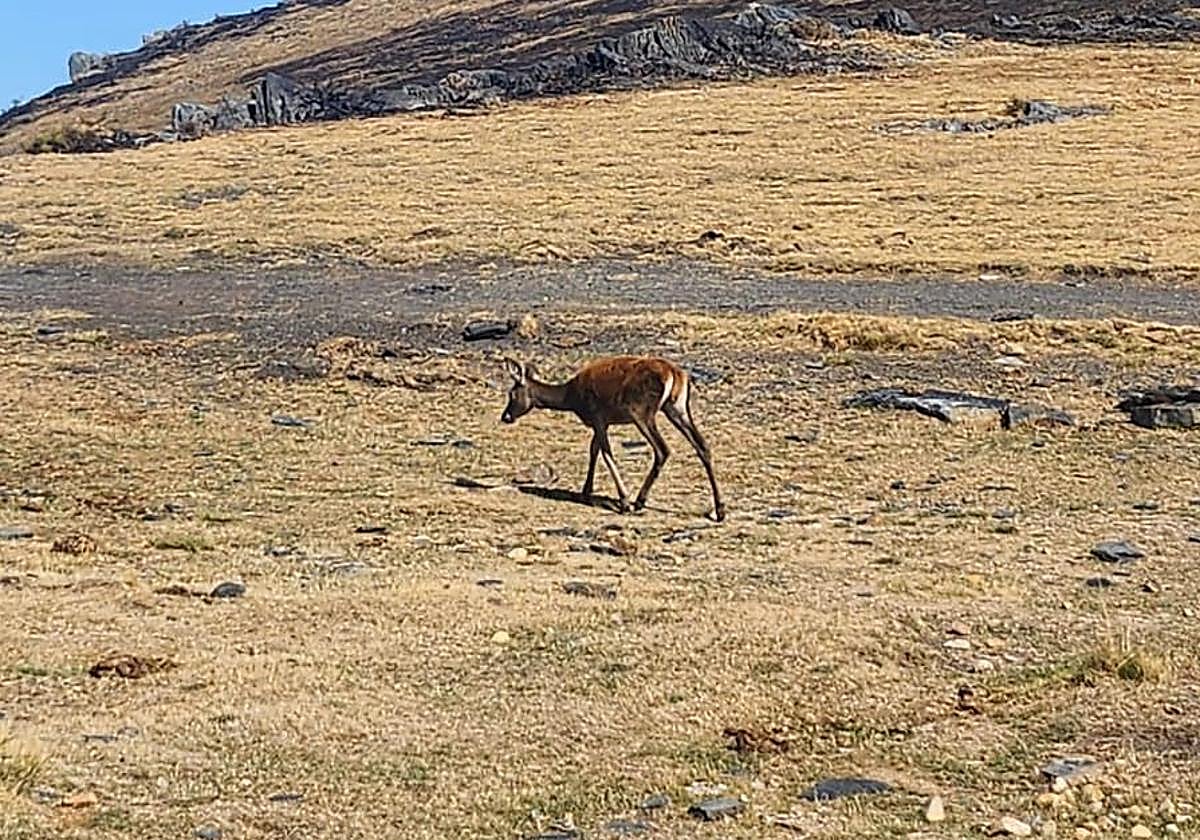 Imagen de archivo de un ciervo en el puerto del Morredero.