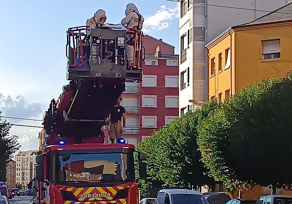 Los bomberos durante la retirada del nido de avispas velutinas en el centro de Ponferrada.