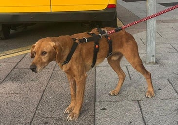 Se busca a Agallas, el perro rescatado en Villafranca del Bierzo que se ha perdido en Ponferrada