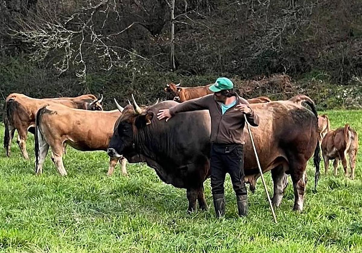 Un ganadero berciano junto a sus reses en los montes del Bierzo Oeste.