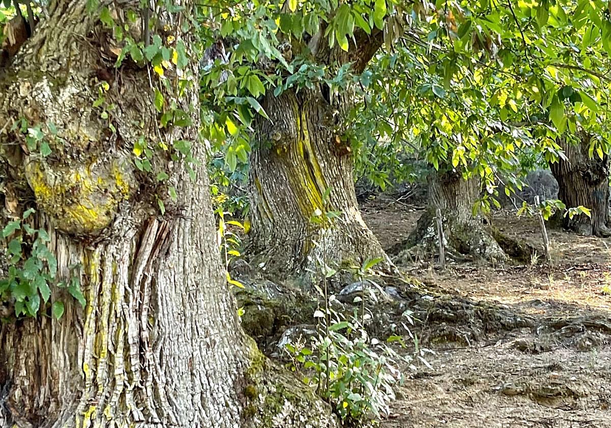 Imagen de alguno de los castaños.