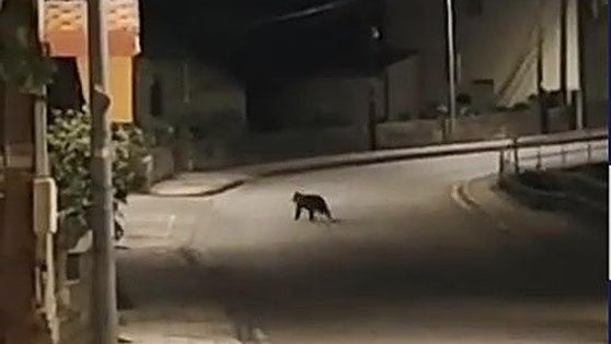Un oso se pasea por las calles de Toreno