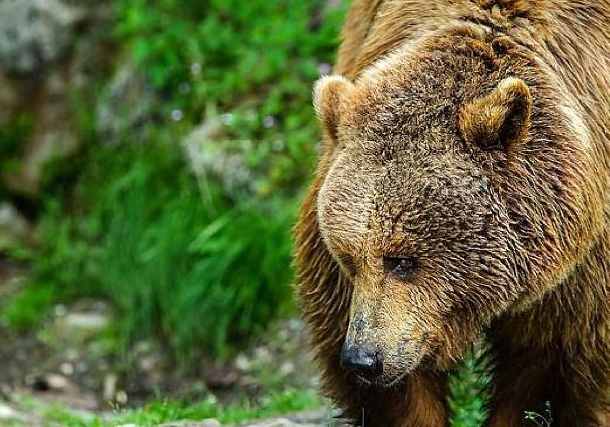 Ejemplar de oso pardo.