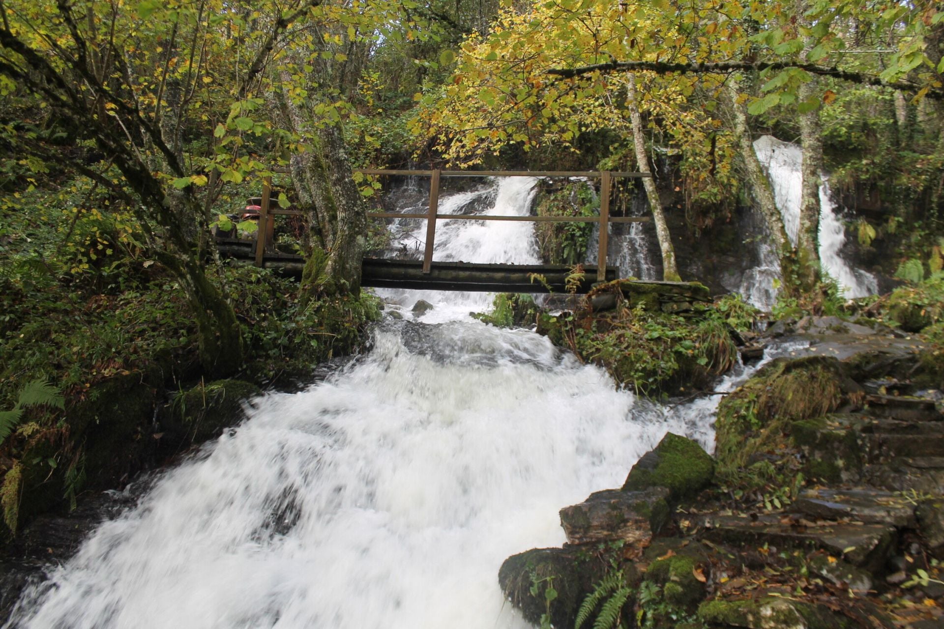 Las imágenes del hayedo de Busmayor