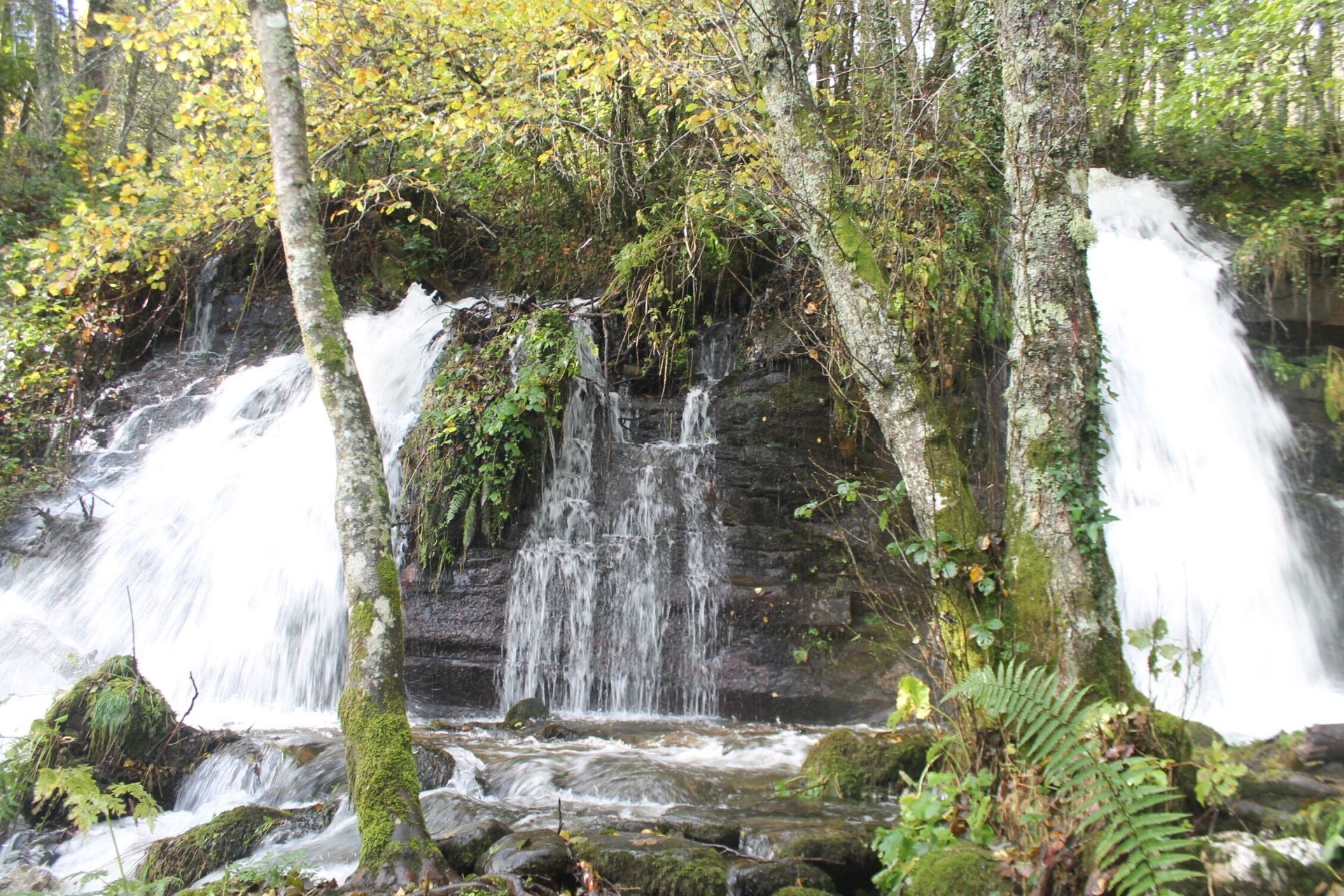 Las imágenes del hayedo de Busmayor