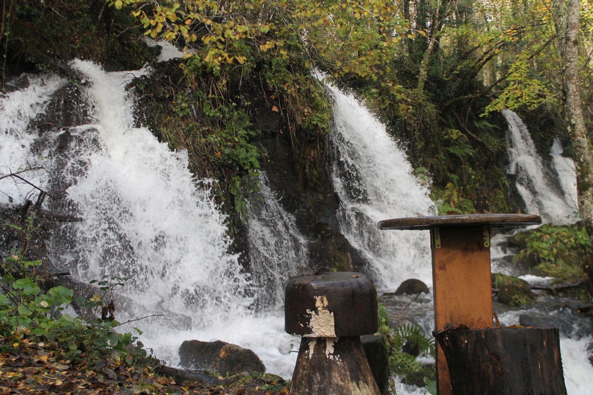 Las imágenes del hayedo de Busmayor