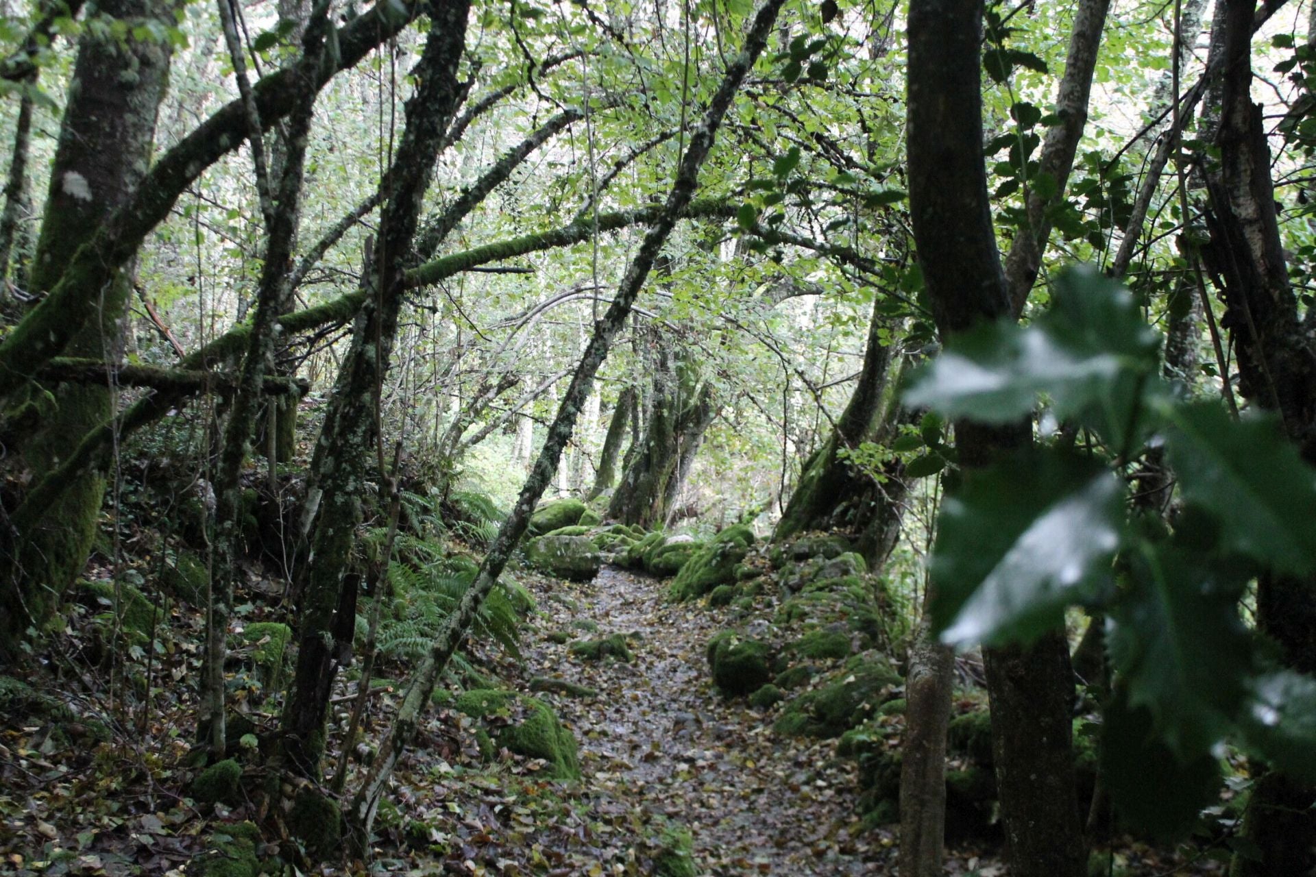 Las imágenes del hayedo de Busmayor