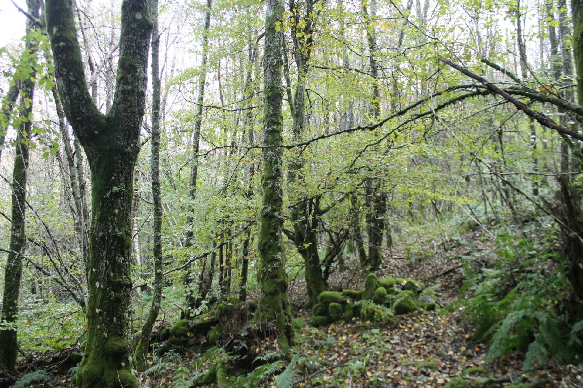 Las imágenes del hayedo de Busmayor