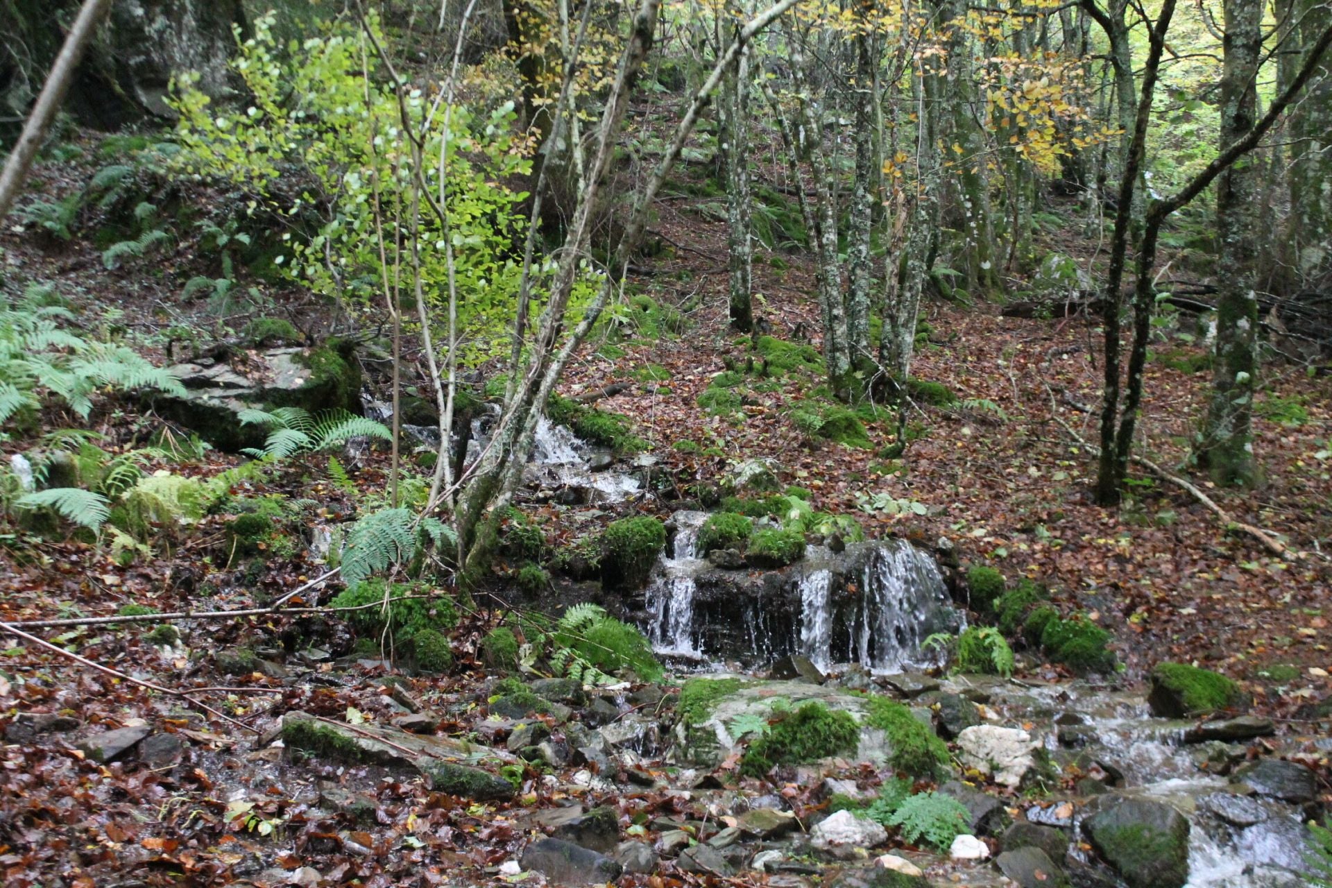 Las imágenes del hayedo de Busmayor